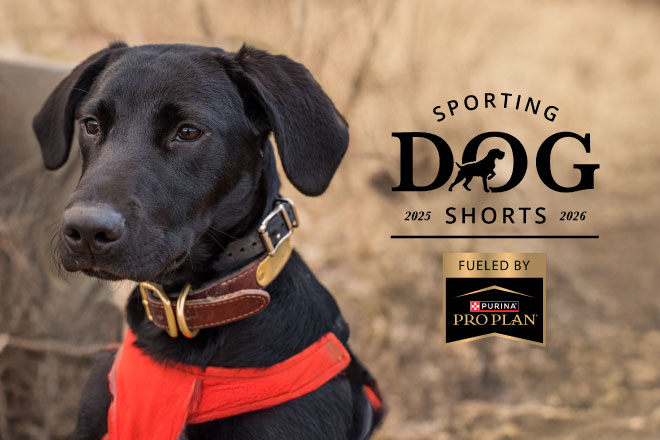 Sporting Dog Shorts - Puppy Development 101