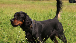 Gordon Setter