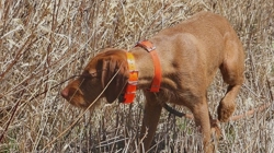 Wirehaired Vizsla