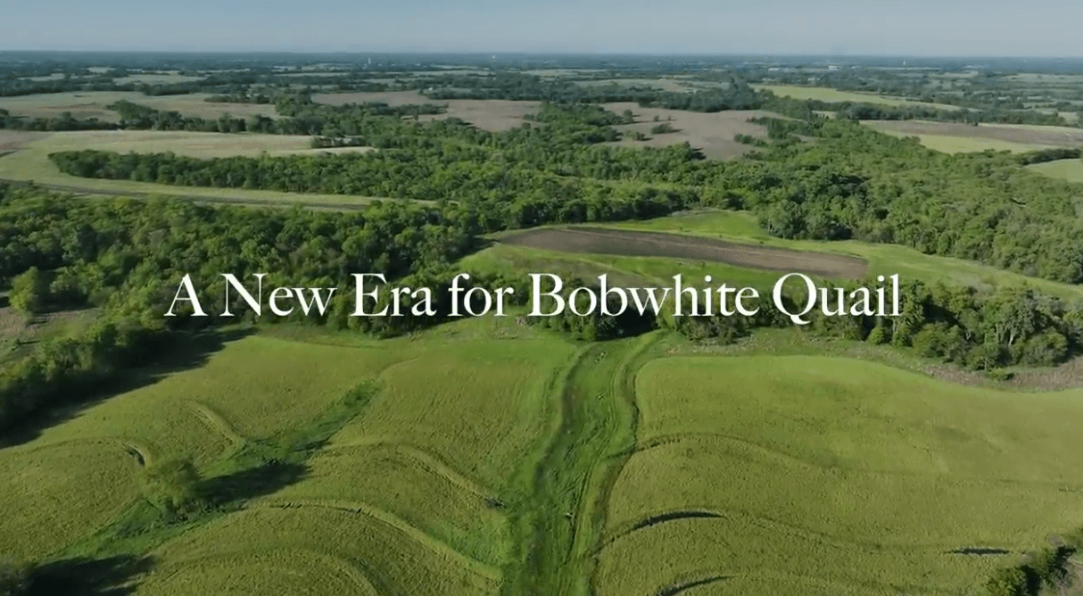 A New Era for Bobwhite Quail