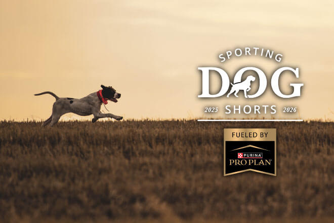 Sporting Dog Shorts - Nutrition plays an important role in offseason conditioning