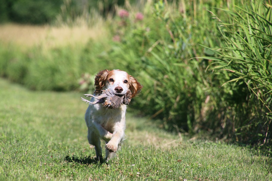 Bird Dogs: The Spaniel Breakdown