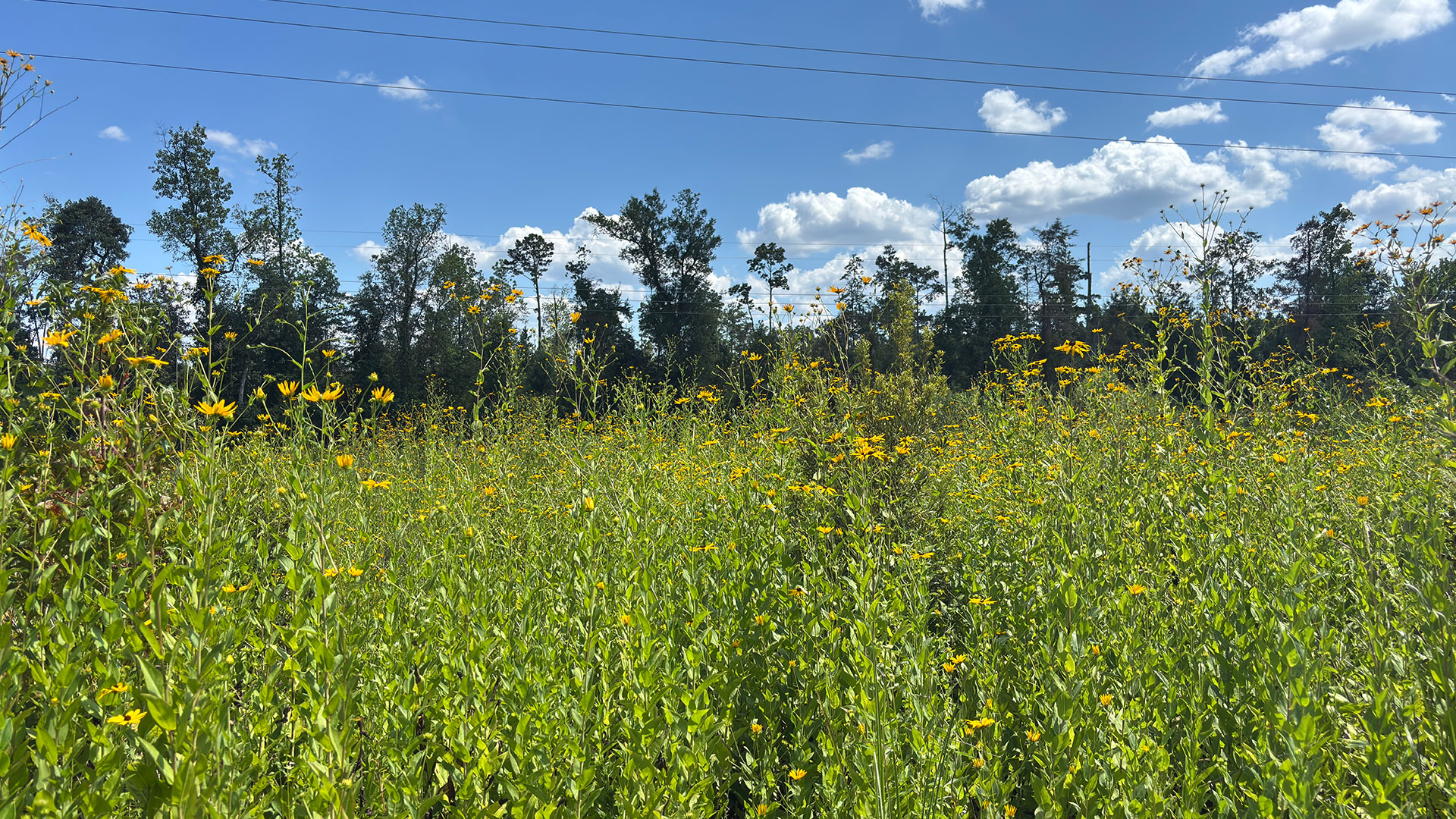 Plant thought to be extirpated from Florida is discovered by Quail Forever Farm Bill Biologist