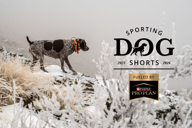 Sporting Dog Shorts - Choosing the Right Supplements for Your Bird Dog