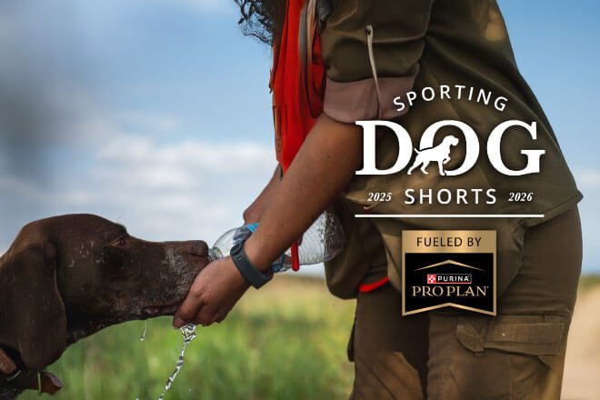 Sporting Dog Shorts - Hydration Strategies for Sporting Dogs in the Field