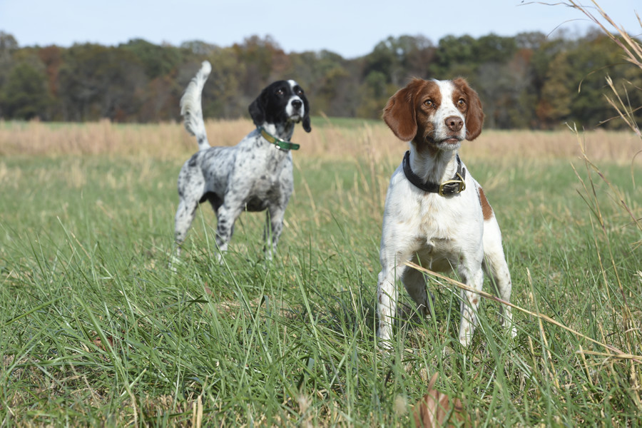Choosing a Compatible Bird Dog Breed for Pheasant & Quail Hunting