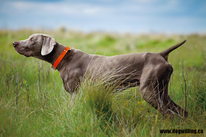 Weimaraner