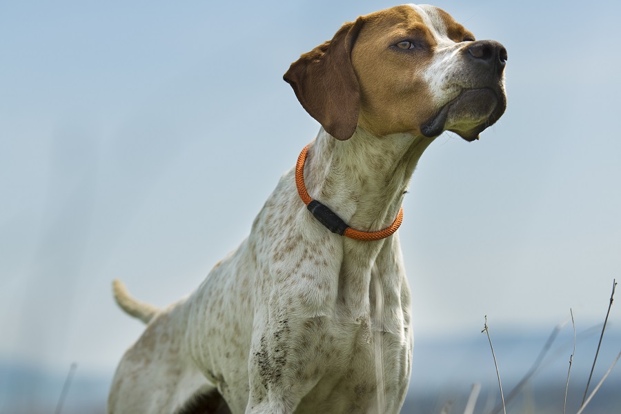 The Perfect Quail Dog