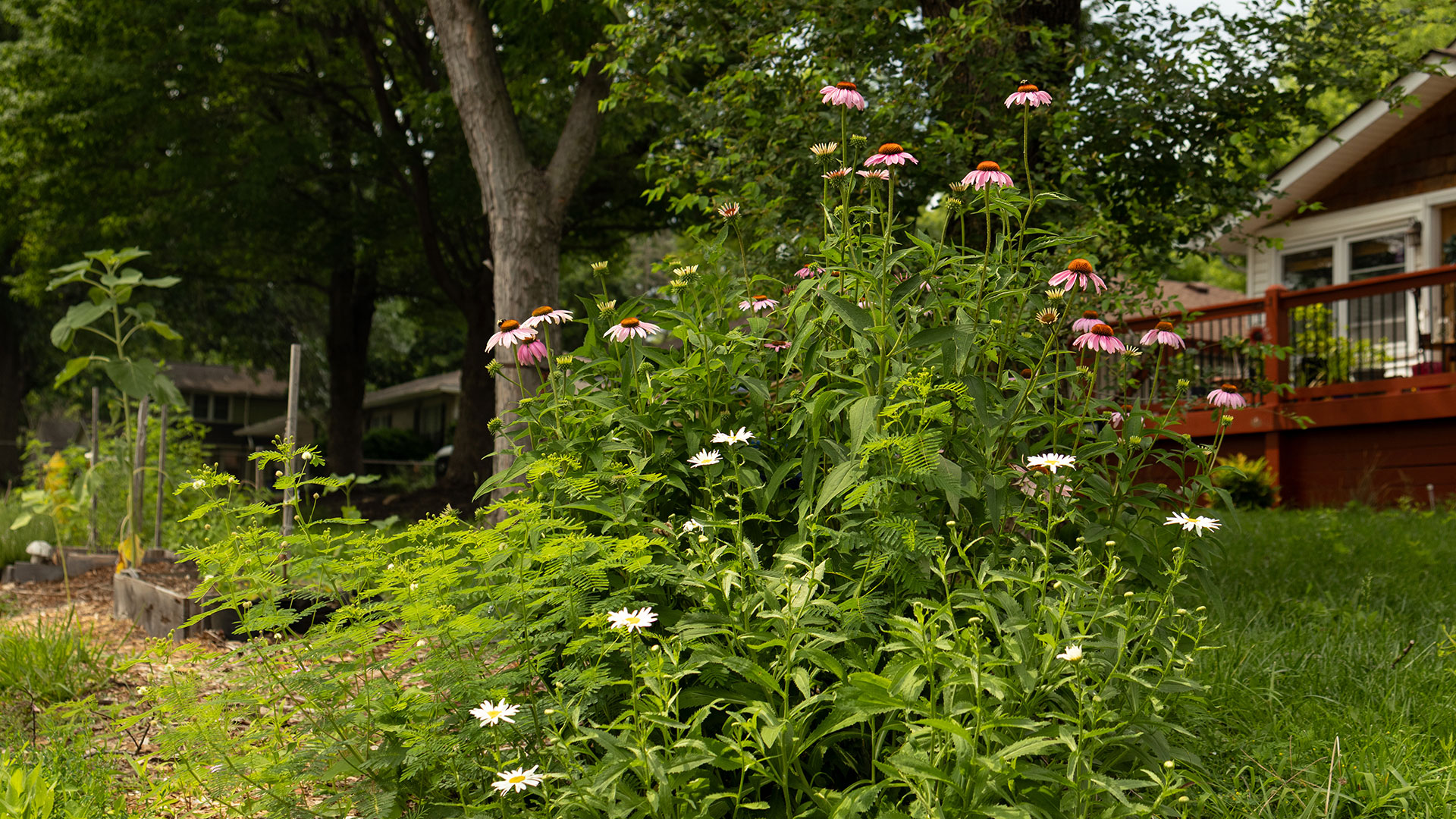 pollinator-article-1-1920x1080.jpg
