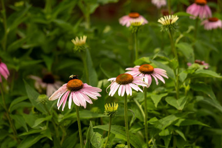 Lessons Learned from my Micro Pollinator Habitat