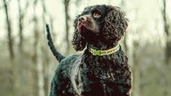 American Water Spaniel