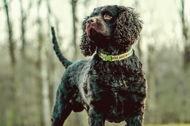 American Water Spaniel