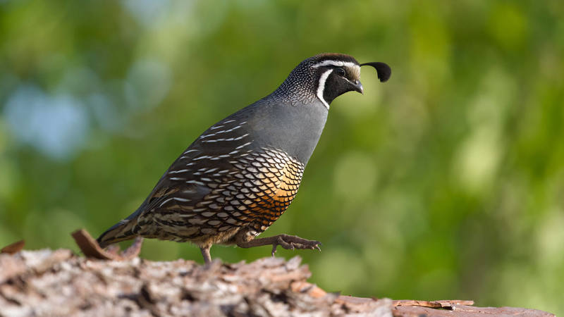 California Quail on tree walking to the right