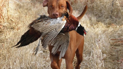 Vizsla