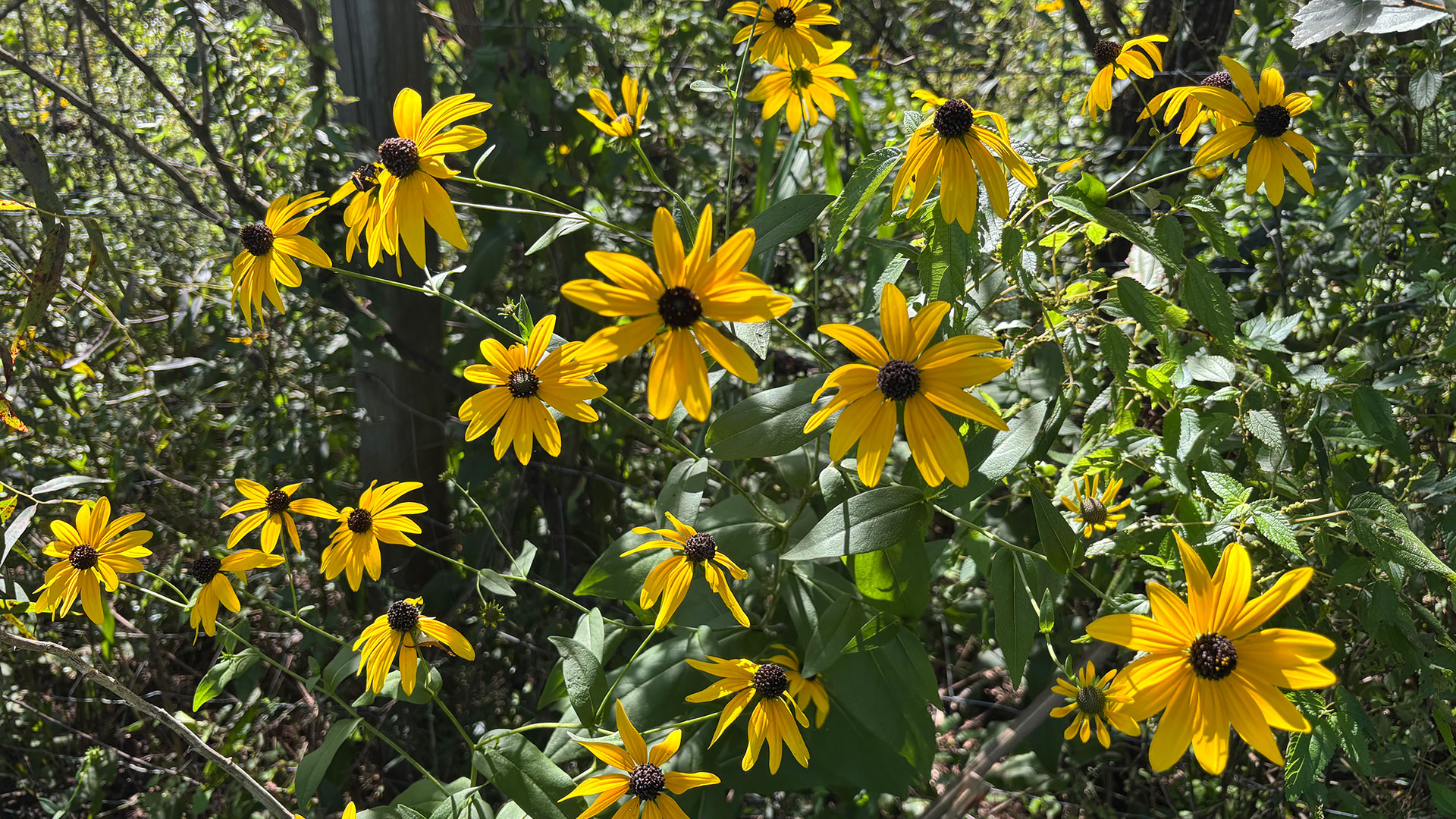 Rudbeckia_auriculata-1920x1080.jpg