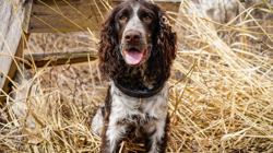 English Springer Spaniel