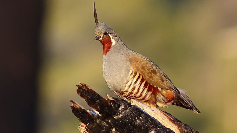 Mountain Quail sitting on dead tree