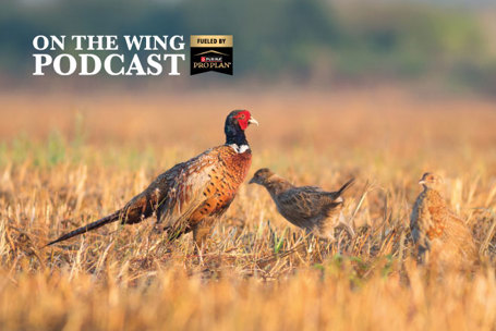 PODCAST EP. 369: Biology of Nesting Season for Pheasants, Quail, and Prairie Grouse