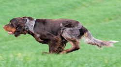 Picardy Spaniel