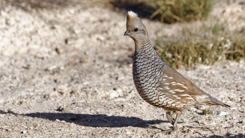 Scaled Quail standing in dirt and looking to the left