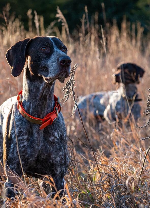 hunting-heritage-bird-dogs-programs-item.jpg