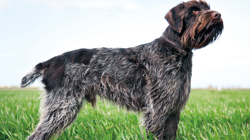 Wirehaired Pointing Griffon