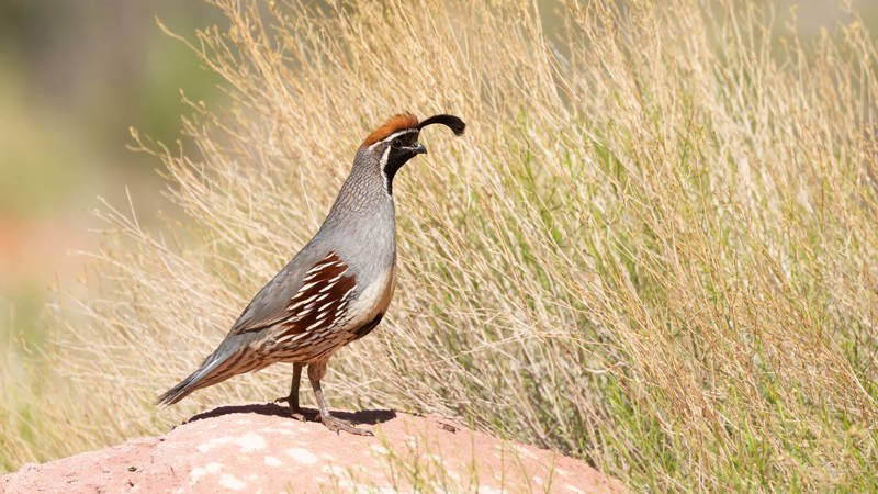 Gambel’s Quail sitting on dirt looking right into grass