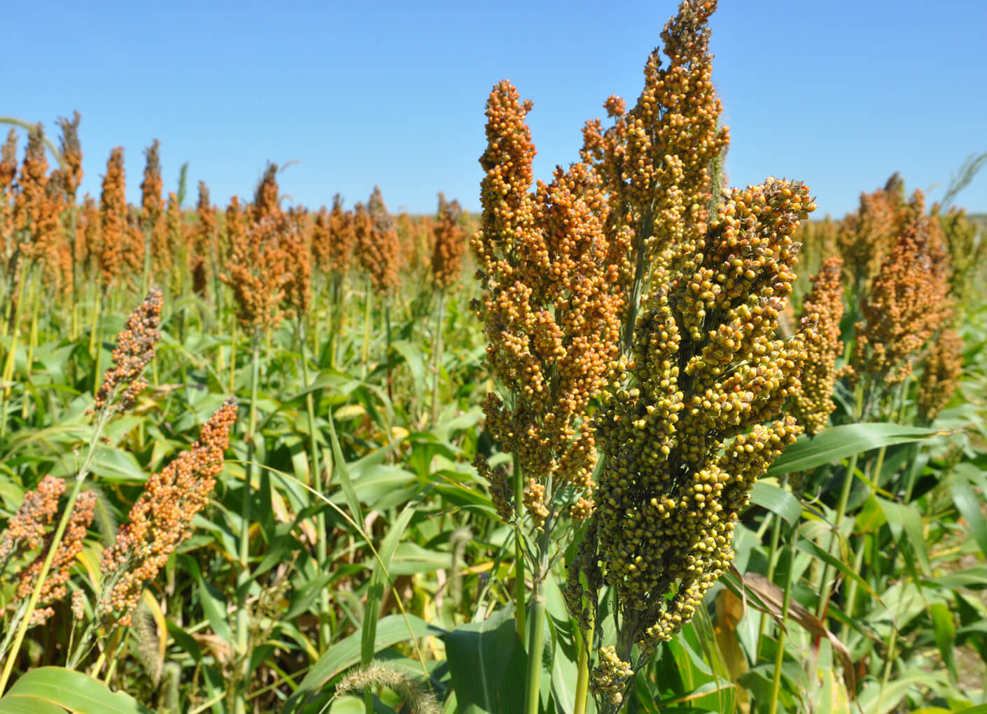 habitat-conservation-food-cover-plots-stacked-content-item.jpg
