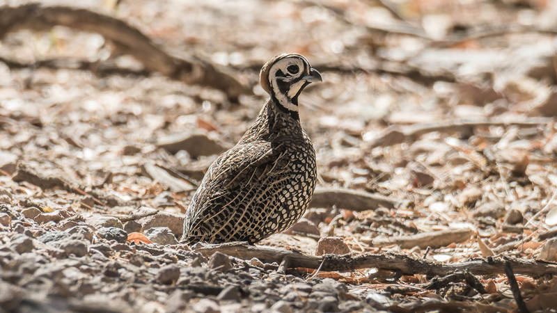 Mearns Quail sitting in dirt with rocks and branches