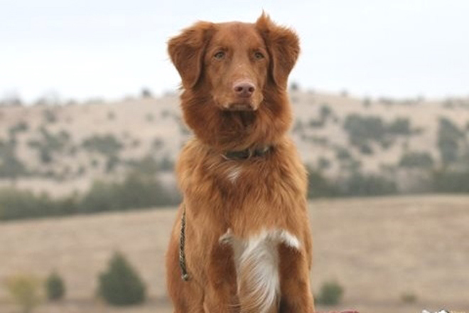 Nova Scotia Duck Trolling Retriever (Toller)