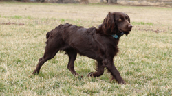 Boykin Spaniel