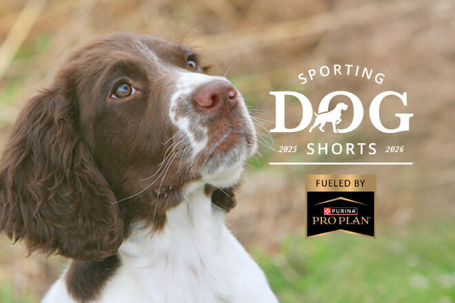 Sporting Dog Shorts - Don't Make This Mistake with your Pup!