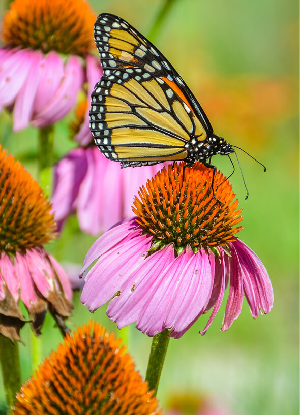conservation-education-phop-programs-item.jpg