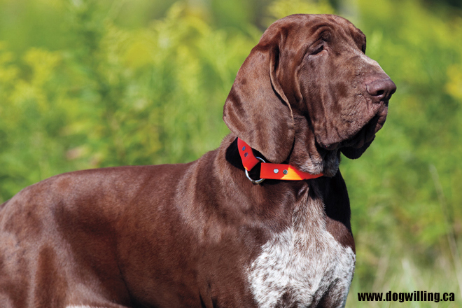 Bracco Italiano