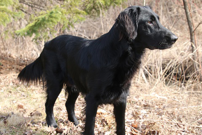 Flat-Coated Retriever