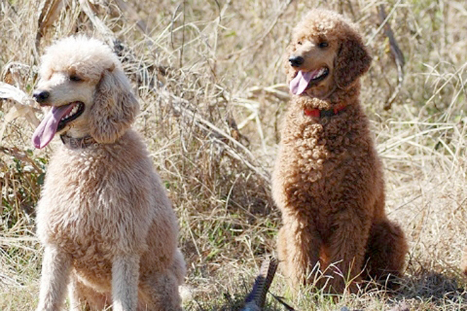 Poodle (Standard)